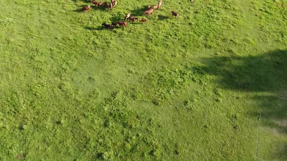 Aerial drone video, flying over a herd of horses. Horses eating grass on a country side hill