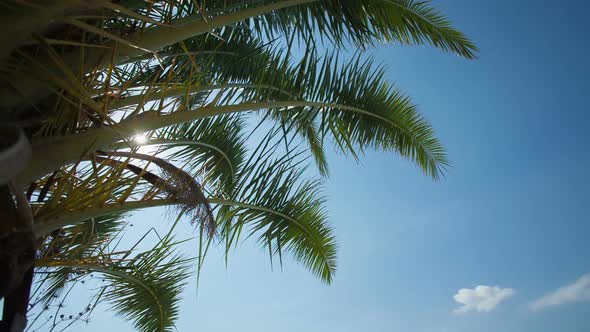 A Bright and Sunny Palm Tree Branch with a Sun Flare