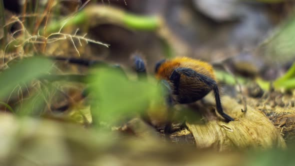 A Large Spider Climbs Into a Hole in the Web. Macro. House of Pests. Close. Disaster for the Forest