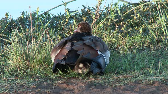 Egyptian Goose (Alopochen aegyptiaca) with chicks hiding under wings for warmth, Kruger N.P. South-A