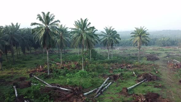 Aerial view of oil palm plantation