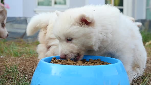 Cute Siberian Husky Puppies Eating Dry Food From Bowl