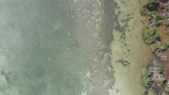 marshland tree coastline island atlantic ocean the keys florida shallow clear water tropical vacatio