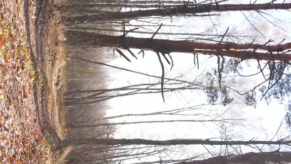 Vertical Video of Forest Landscape in Autumn Slow Motion