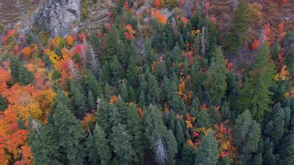 Panning aerial view over tree tops over colorful trees in Autumn
