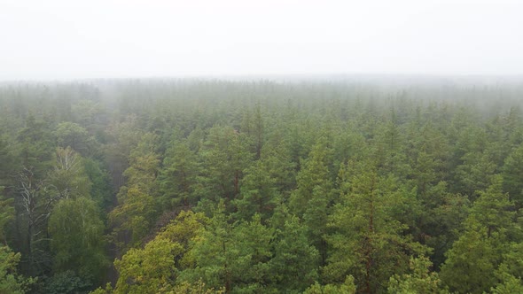 Fog in the Forest Aerial View