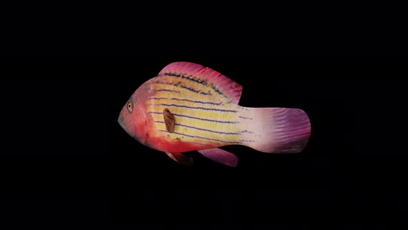 Red Banded Fish View From Back Side alt