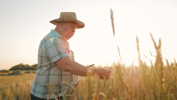 Senior Farmer Agronomist with Digital Tablet Computer in Wheat Field Using Apps and Internet