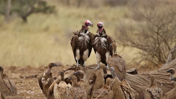 Scavenging Vultures On A Dead Elephant