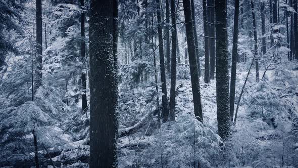 Forest Winter Scene With Snow Falling