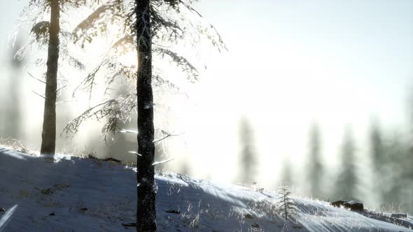 Splendid Christmas Scene in the Mountain Forest. Colorful Winter Sunrise