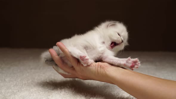 Tired Kitty on Hand Curious Baby Cat Walking