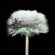 Opening Dandelion. Time Lapse With Alpha Channel (Codec: Png+Alpha With Black Background) - VideoHive Item for Sale