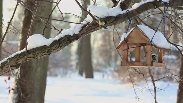 Hungry Birds Eat Food From Hanging Feeder on Sunny Winter Day in Park