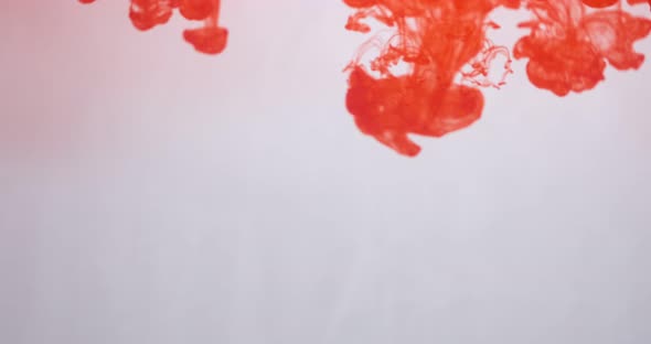 Red Color Paint Ink Drops in Water at White Background. Inky Cloud Flowing Underwater. Abstract
