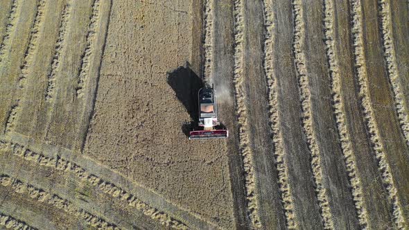 Top View of a Combain Collecting Corn. Agriculture and Farming, Campaign. Drone Point of View