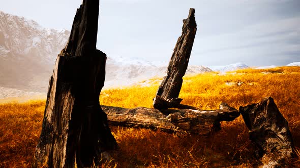 Burnt Tree Logs After Forest Fire