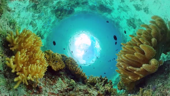 Coral Reef and Tropical Fish. Bohol, Philippines.