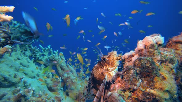 Tropical Coral Reefs Lionfish