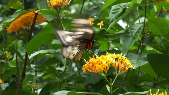 close up of a beautifil green birdwing butterfly feeding on a yellow flower