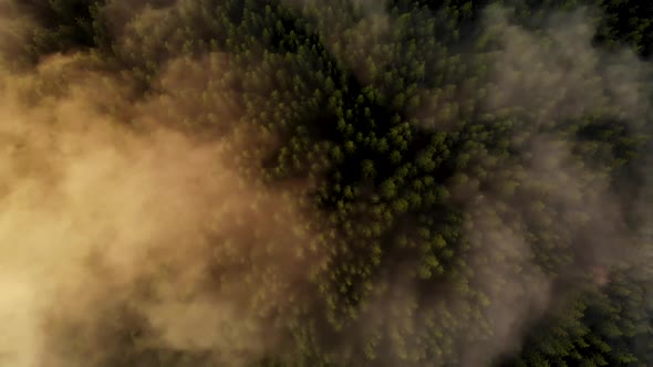 Aerial Camera Pointing Down At Mountain Pine Forest Covered in Fog at Sunrise