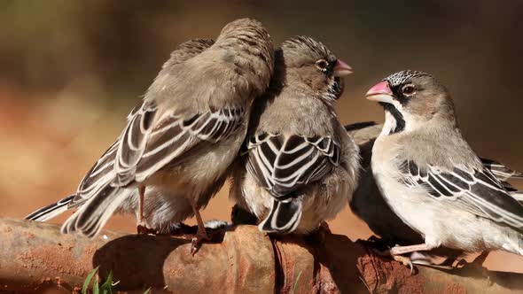 Scaly-Feathered Weavers Drinking From A Leaking Tap