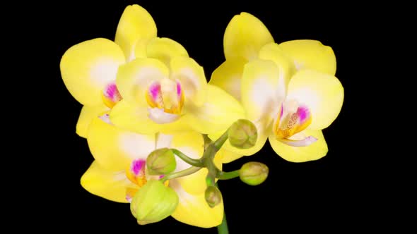 Blooming Yellow Orchid Phalaenopsis Flower