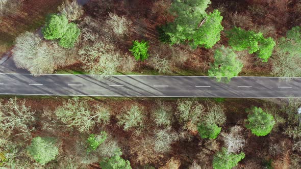 Flight over an empty road in a autumn forest with some fantasy greeb colored leaves.