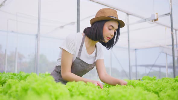 Caucasian farmer pretty girl working in vegetables hydroponic greenhouse farm with happiness.