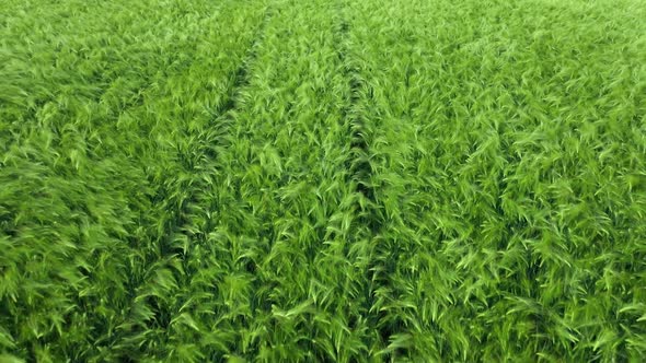 Aerial view over a field of wheat