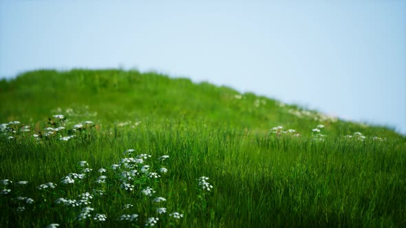 Field of Green Fresh Grass Under Blue Sky