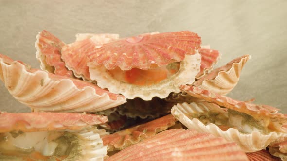 Pile of Opened Shells of Bivalve Mollusks Lying in Studio