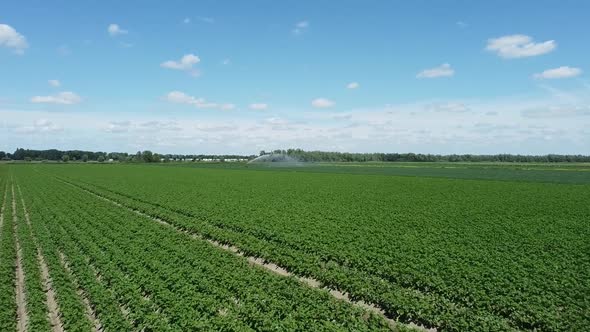 Flying a drone over agricultural crops. Irrigation Sprinkler or Sector Sprinkler irrigates the crops