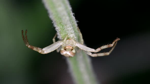 A Thomisidae Spider Resting On The Stem Of A Lavender Flower With Its Legs Outstretched - Close Up S