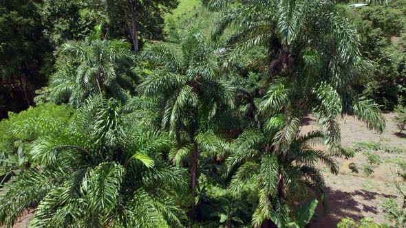 Pequeño bosque de palmeras vista aérea con drone