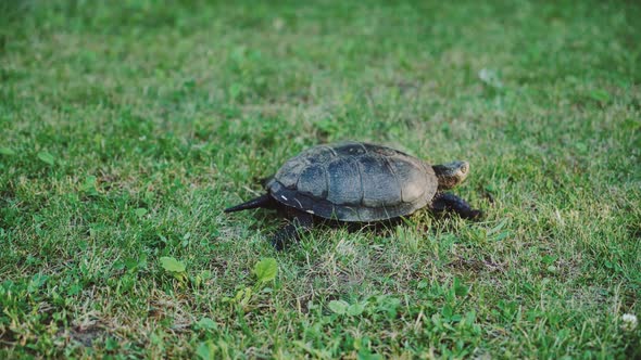 Turtle Moving on Fresh Green Grass