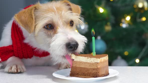 A dog in a red Christmas scarf eats a cake with a burning candle in Christmas.