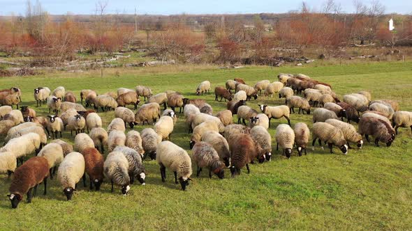 Herd of sheep outdoors