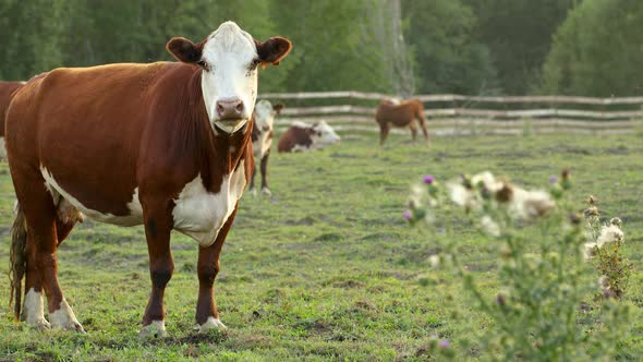 A brown cow looks directly into the camera.