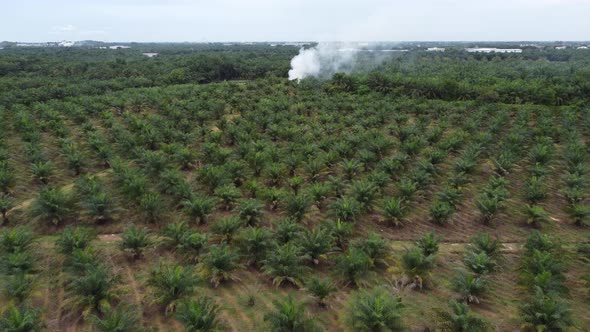 Aerial view open burn at oil palm.