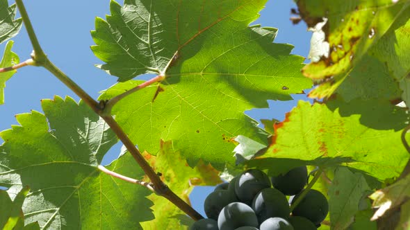 Wine grapes tilting on the vine in front of blue sky 4K 2160p UltraHD footage - Fresh and tasty frui