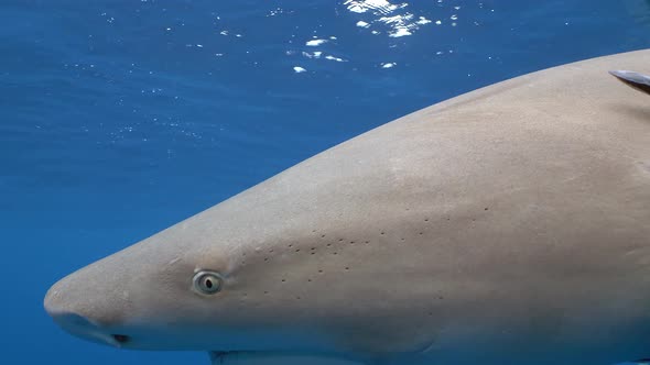 lemon shark extreme close up of eye as it looks into lens as it swims by