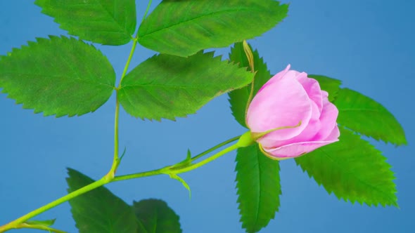 Timelapse of Dogrose Flower Blooming