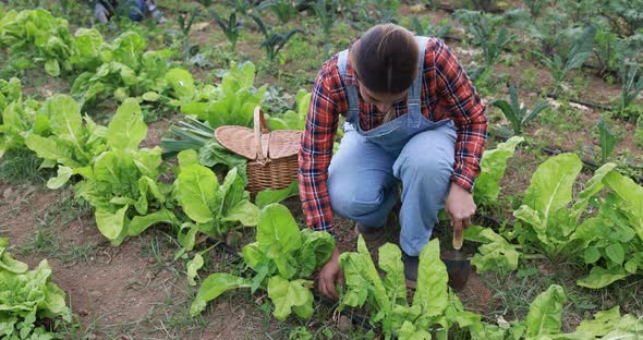 Latin woman working at home garden picking up organic lettuce - Healthy food and harvest concept