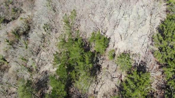 Aerial view of the forest.