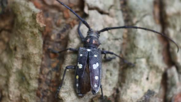 Asian tree bark beetle crawls on jackfruit. black beetle footage