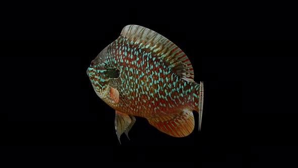 Longear Sunfish Back View alt