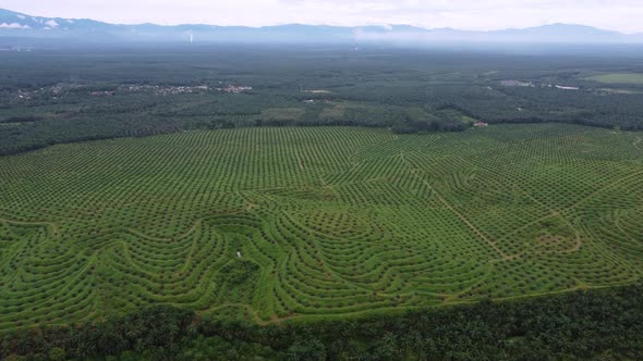 Aerial view new young oil palm plantation