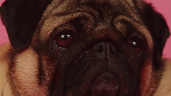 Closeup of the Cute Face Pug