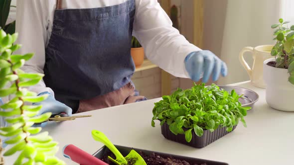 Hands in Gloves Cutting Microgreen Leaves with Scissors Close Up